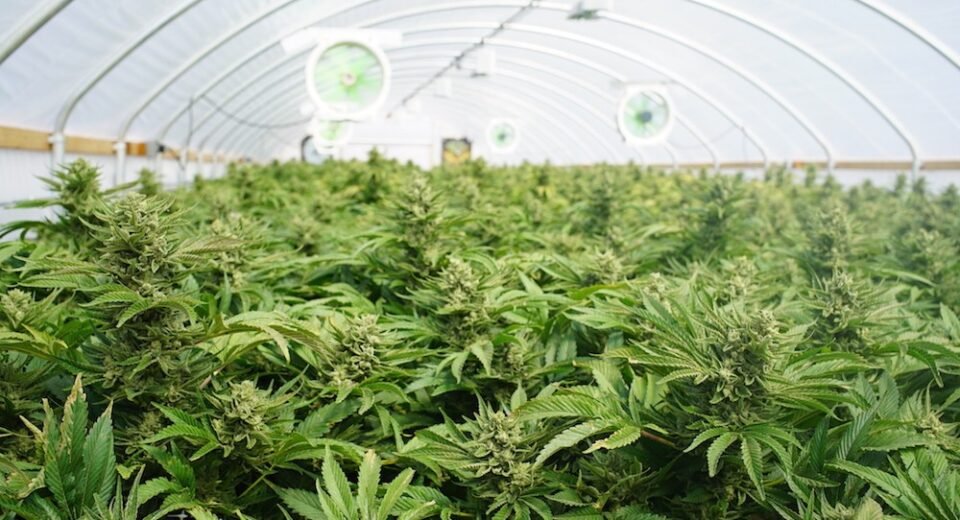 Florida Legislature Approves More Medical Marijuana Licenses for Black Farmers