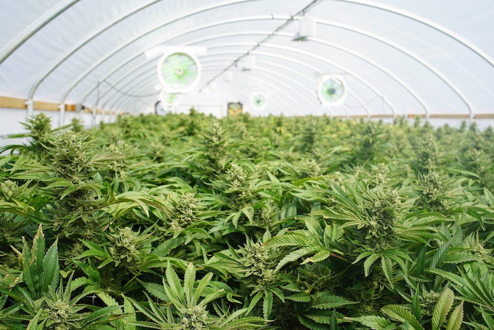 Florida Legislature Approves More Medical Marijuana Licenses for Black Farmers